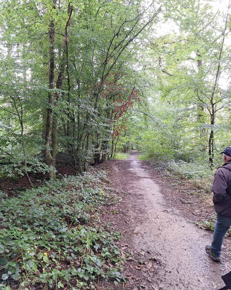 Bois de Germigny par Surbains - Bourbon-Lancy
