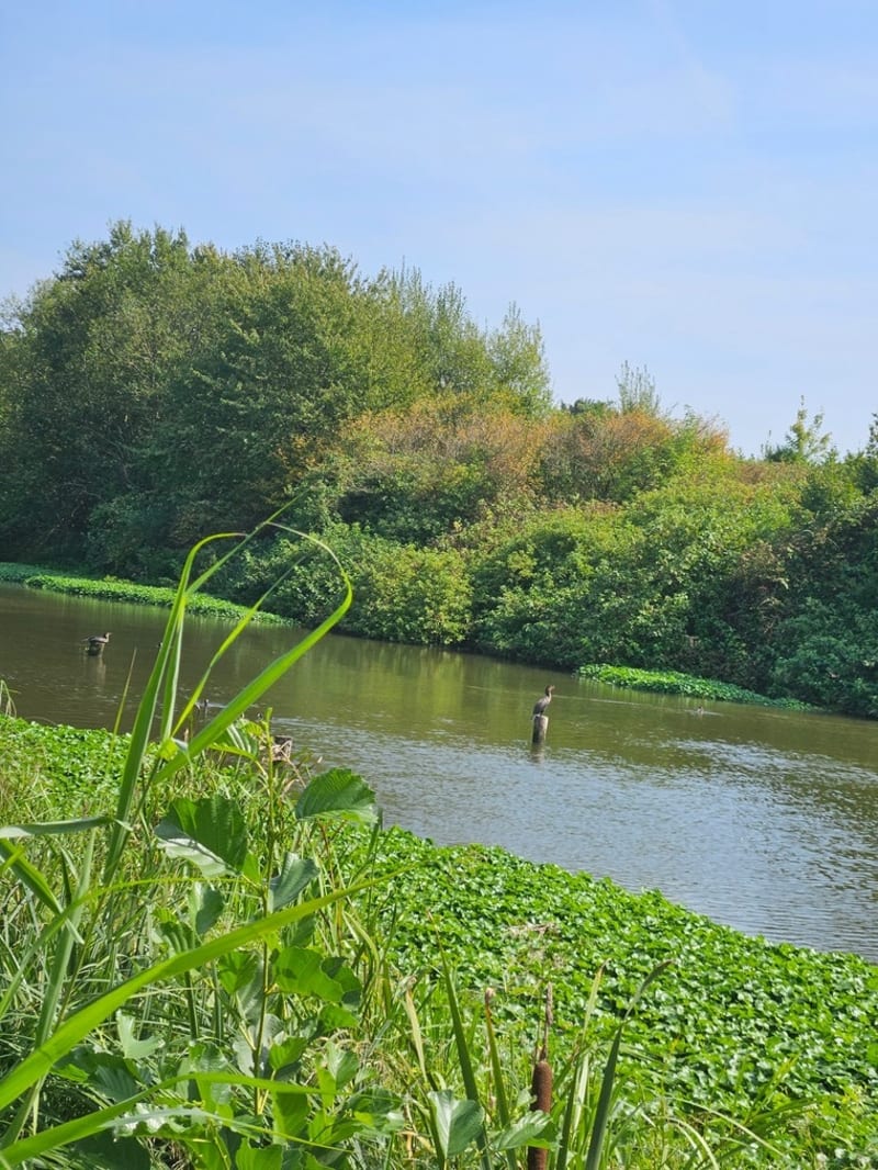 Balade au bord de la Lys - Wervicq-Sud