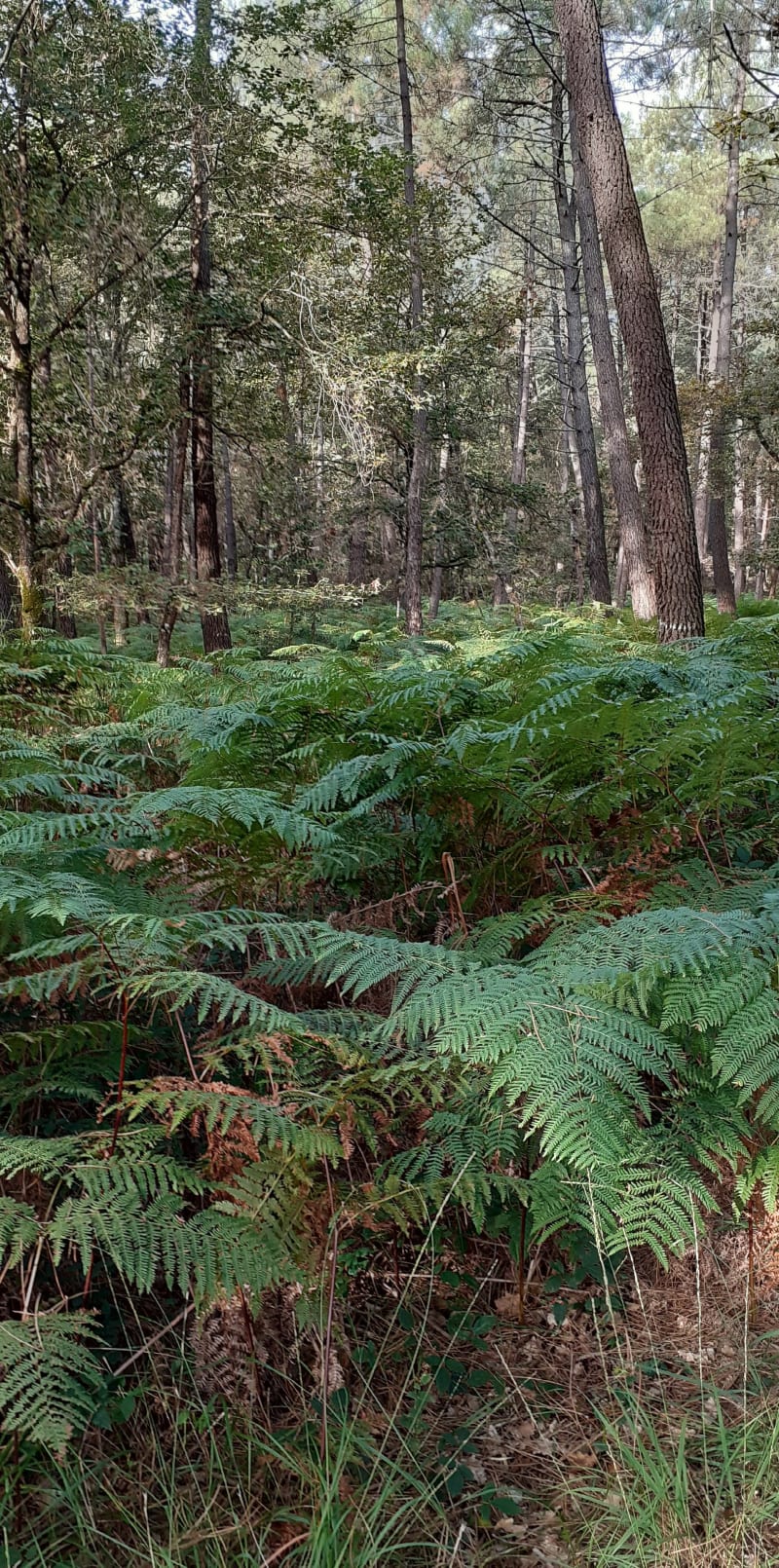 Forêt de Moulière du Plan des Aises - Saint-Georges-lès-Baillargeaux