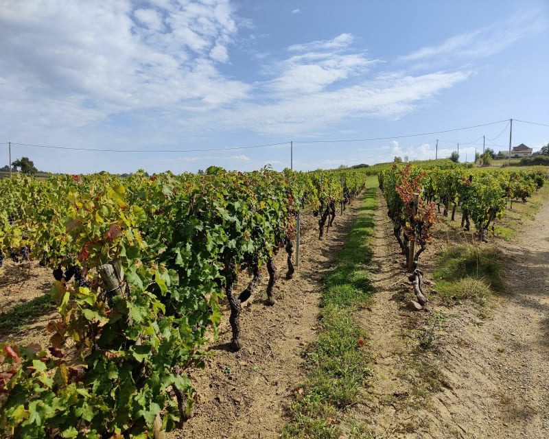 Côteau Saint Vincent - Chalonnes-sur-Loire