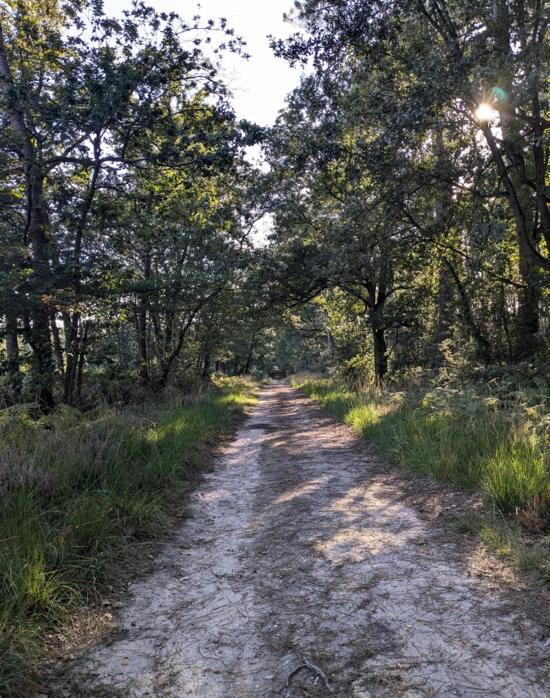 Balade forêt de Chambiers - Durtal