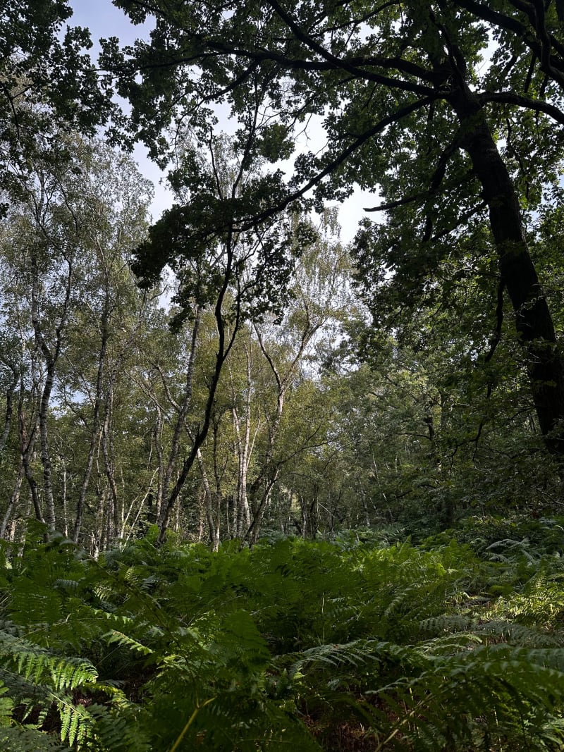 Forêt de Limours - Limours