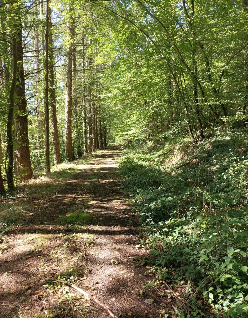 Balade à la forêt domaniale de Messarges - Meillers