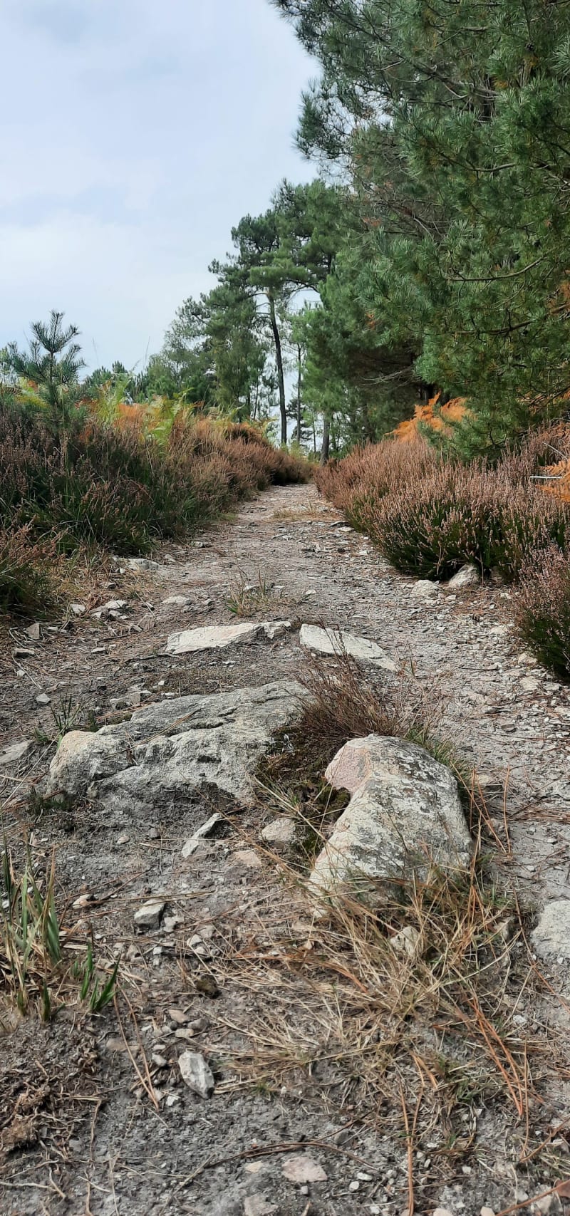 Balade en forêt de Sillé - Sillé-le-Guillaume