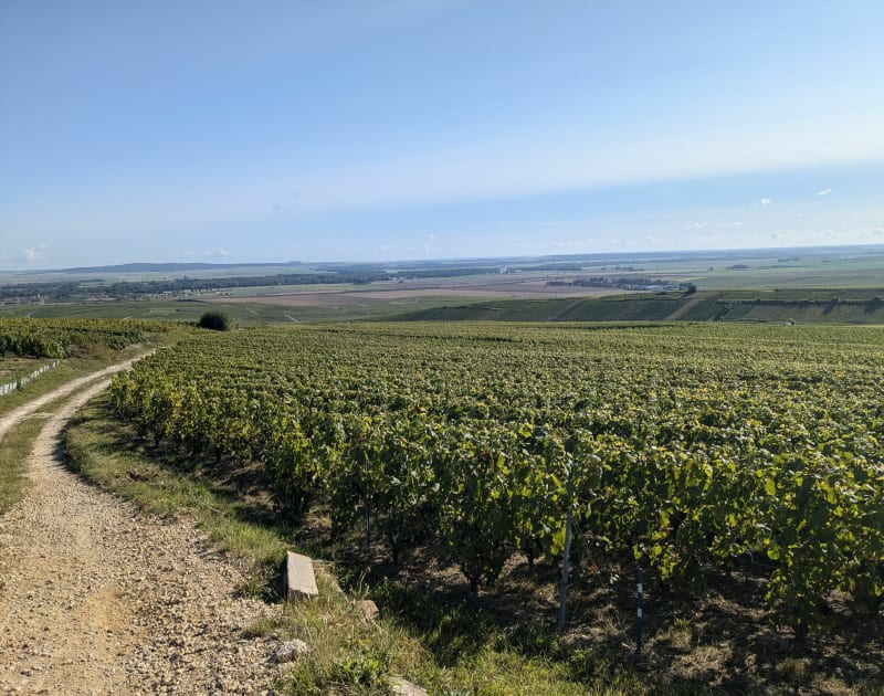 Balade à Verzy depuis Reims - Reims
