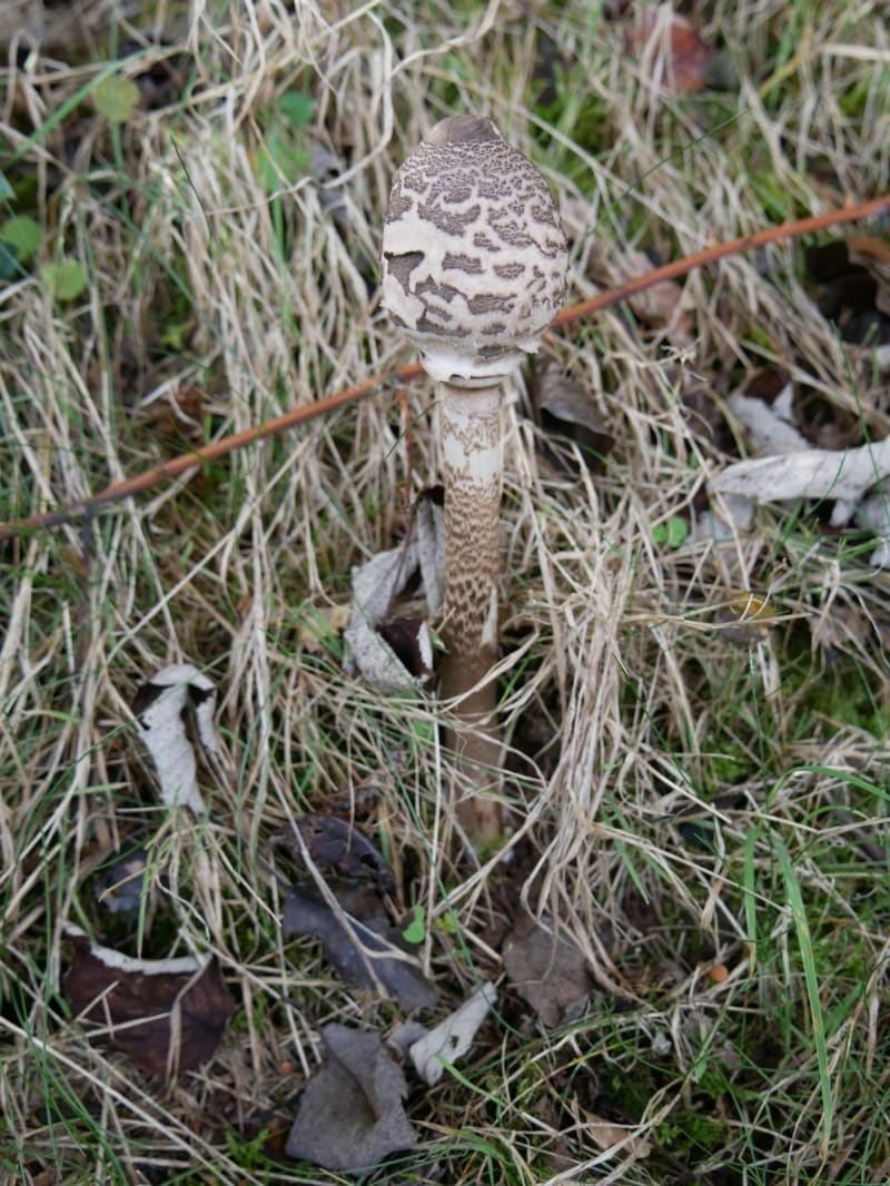Au bord de La Thut - Cernay