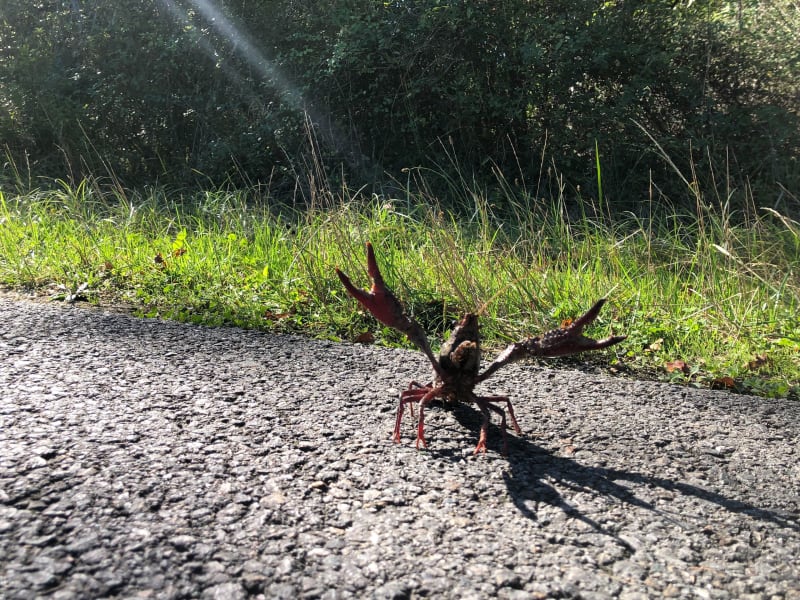 En campagne de Brenne, par le Bouchet et étang de Montiacre - Rosnay