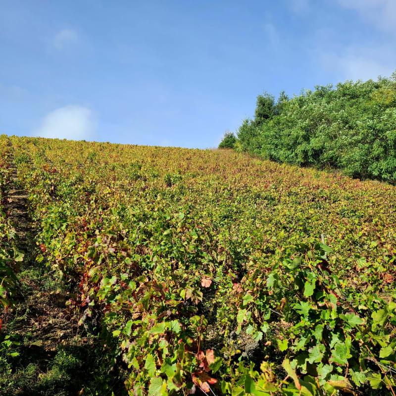 De Jullié au col de la Sibérie - Jullié