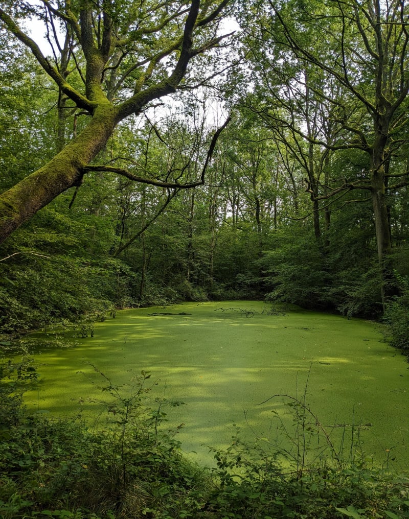 Forêt de Ferrières : mares, sculptures et faune sauvage - Roissy-en-Brie