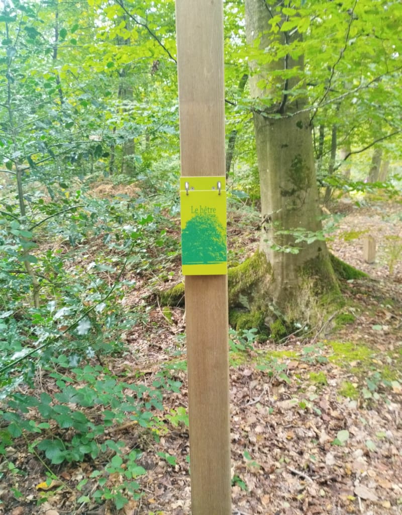 Balade en forêt à Saint-Gobain - Saint-Gobain
