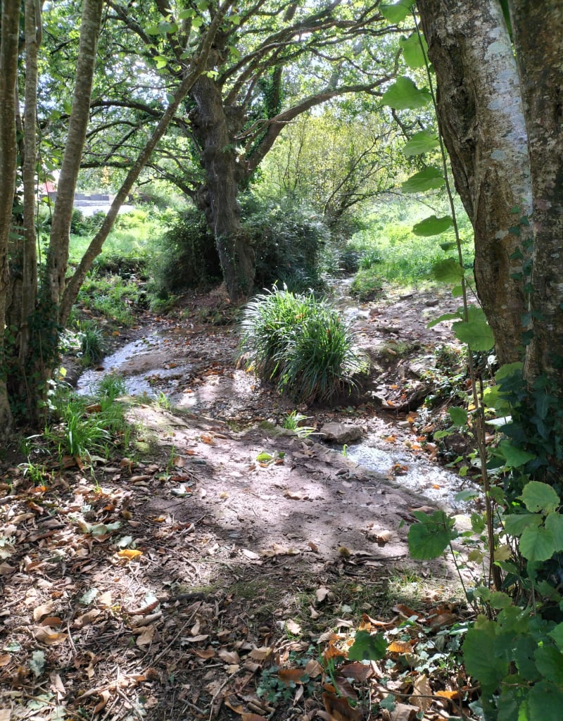 Balade en forêt, au Bois de Keroual - Brest