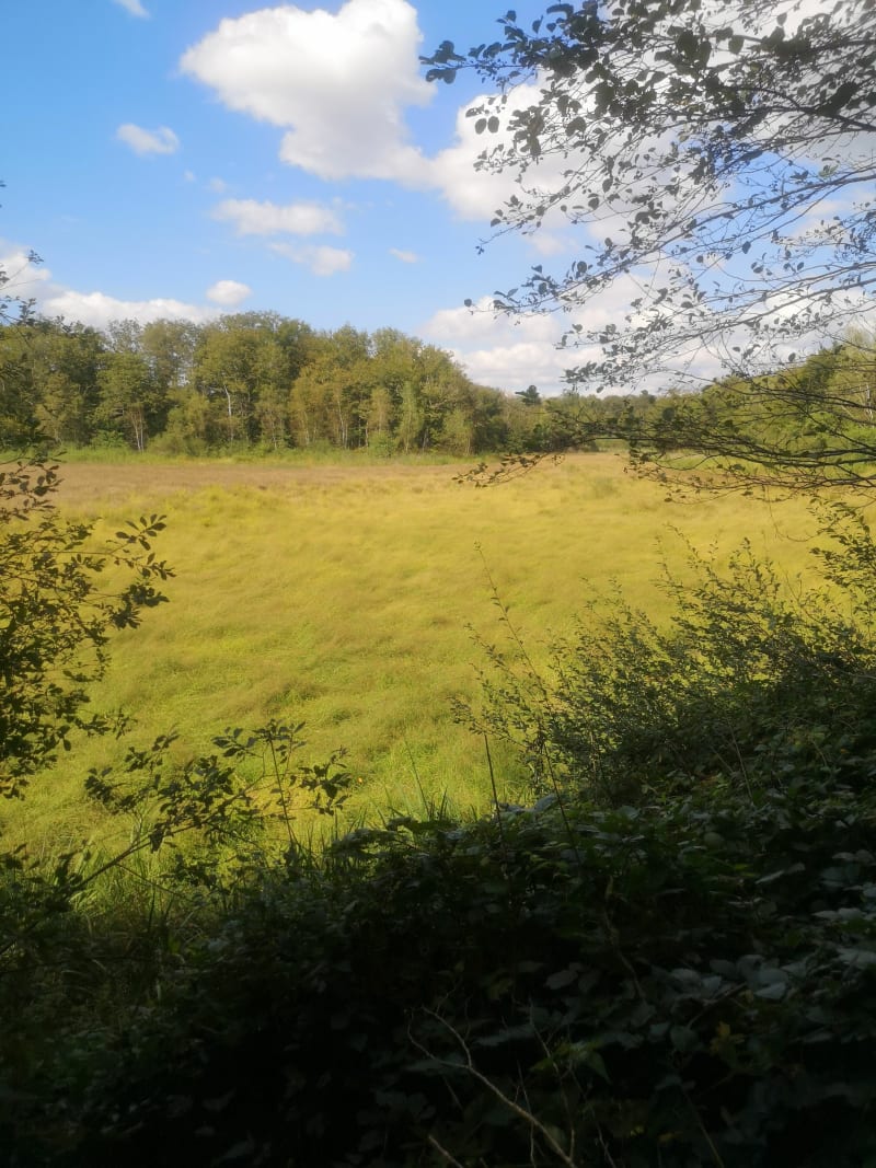 Forêt de Saint-Germain et Grand étang - Saint-Germain