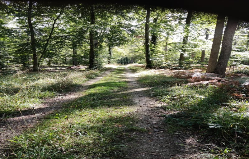 Balade du dimanche pour toute la famille - Fontainebleau