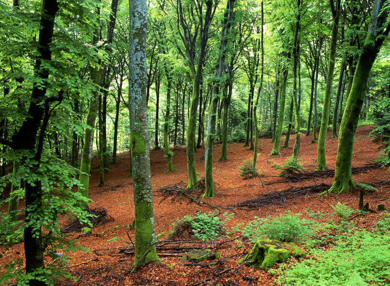 Boucle dans les bois de Tanlay - Tanlay