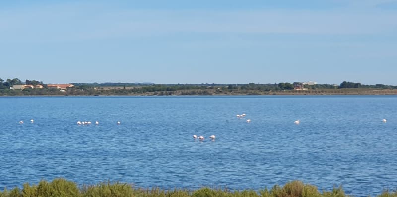 Balade le long de l'étang de Méjean jusqu'au canal du midi - Villeneuve-lès-Maguelone