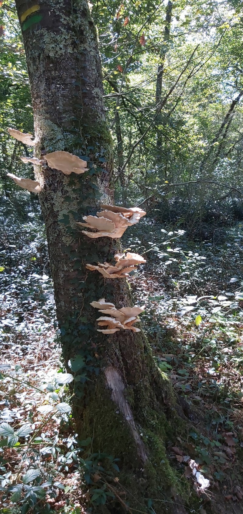 Balade cool en Forêt de Claix - Saint-Romans