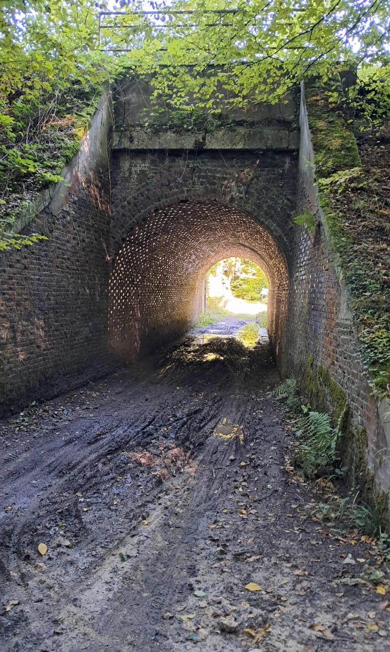 Forêt domaniale de la Londe-Rouvray - La Londe