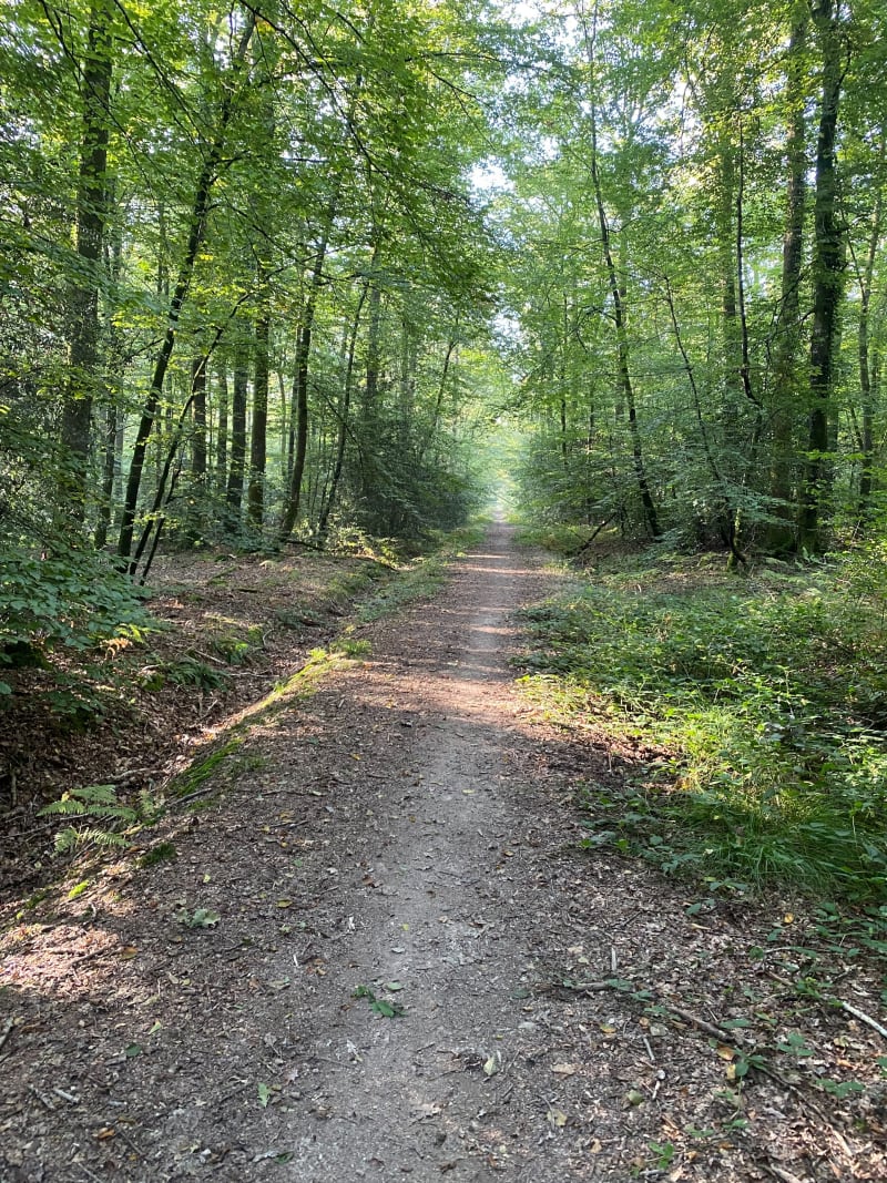 Marche en forêt, Chemin de l’étang du compte Chasné-sur-Illet - Liffré