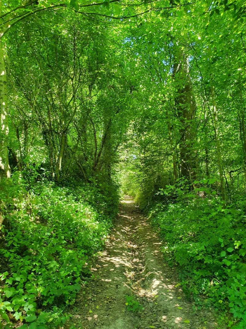 Foret de St Leger - Saint-Léger