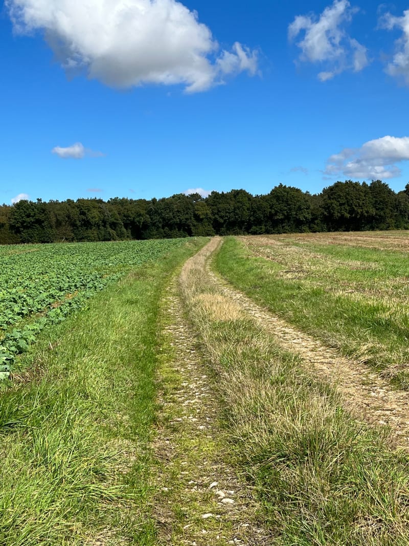 Entre champs et bois - Saint-Savinien - Saint-Savinien