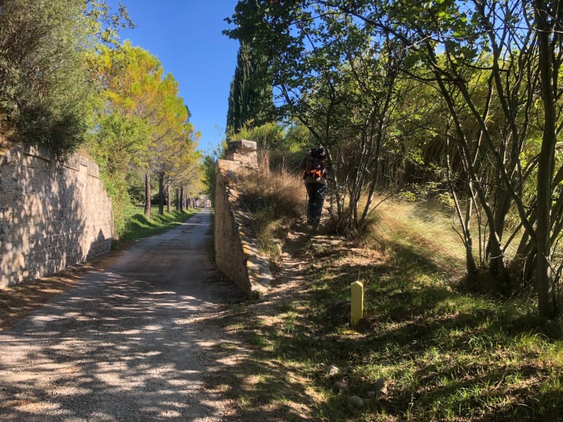 Dans les oliveraies des Alpilles - Mouriès