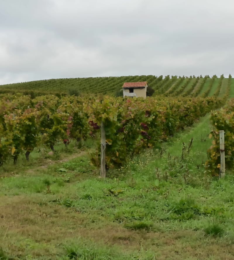 Randonnée côte du Forez - Montbrison