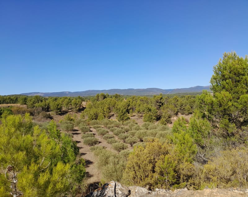 Du côté des capitelles à Laure-Minervois - Laure-Minervois