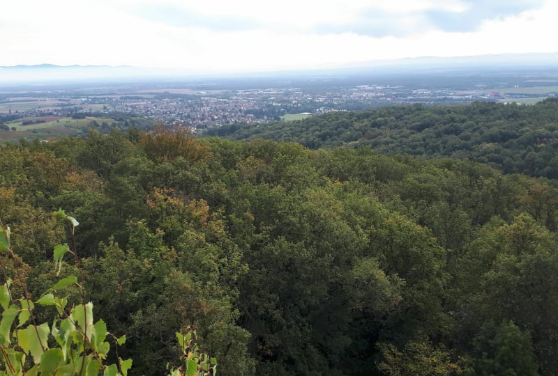 Point de vue au Hirlenstein - Cernay