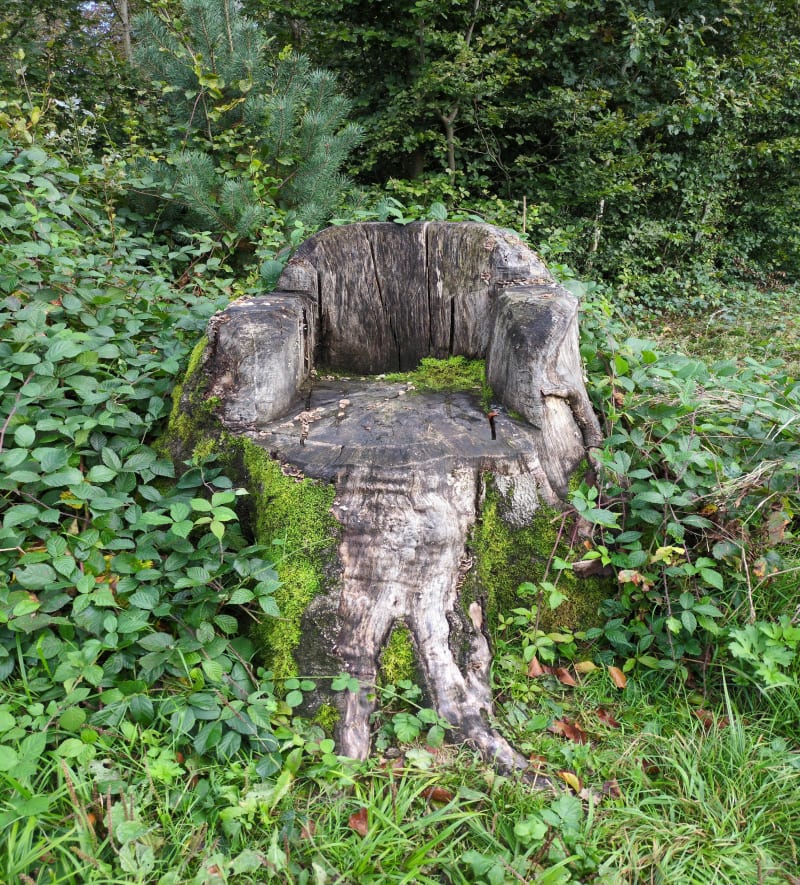 Forêt entre Hartzviller et Brouderdorff - Hartzviller