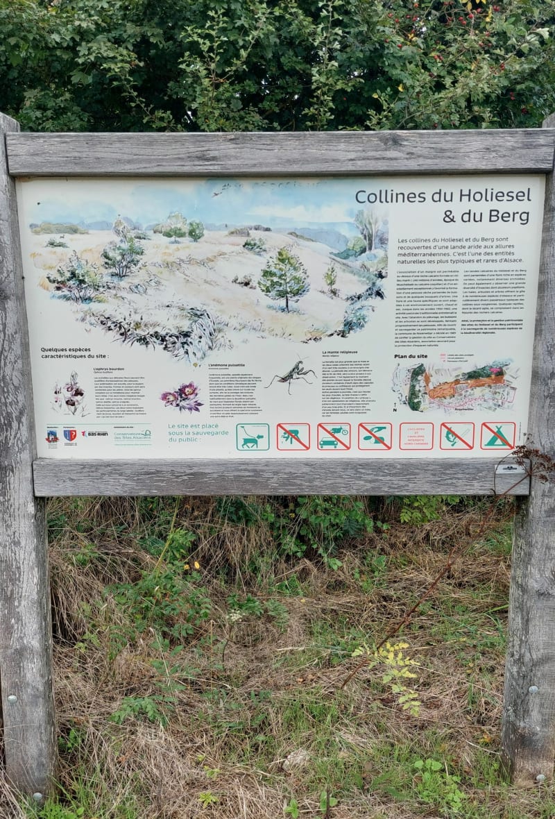 Colline calcaire - Rosenwiller