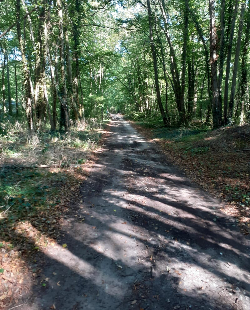 En forêt à Gouvieux et Bois des Princesses - Gouvieux