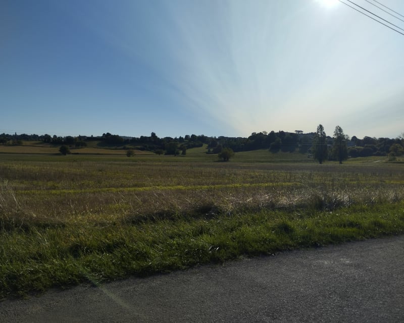 Dans les champs de maïs et de tournesol - Montlieu-la-Garde