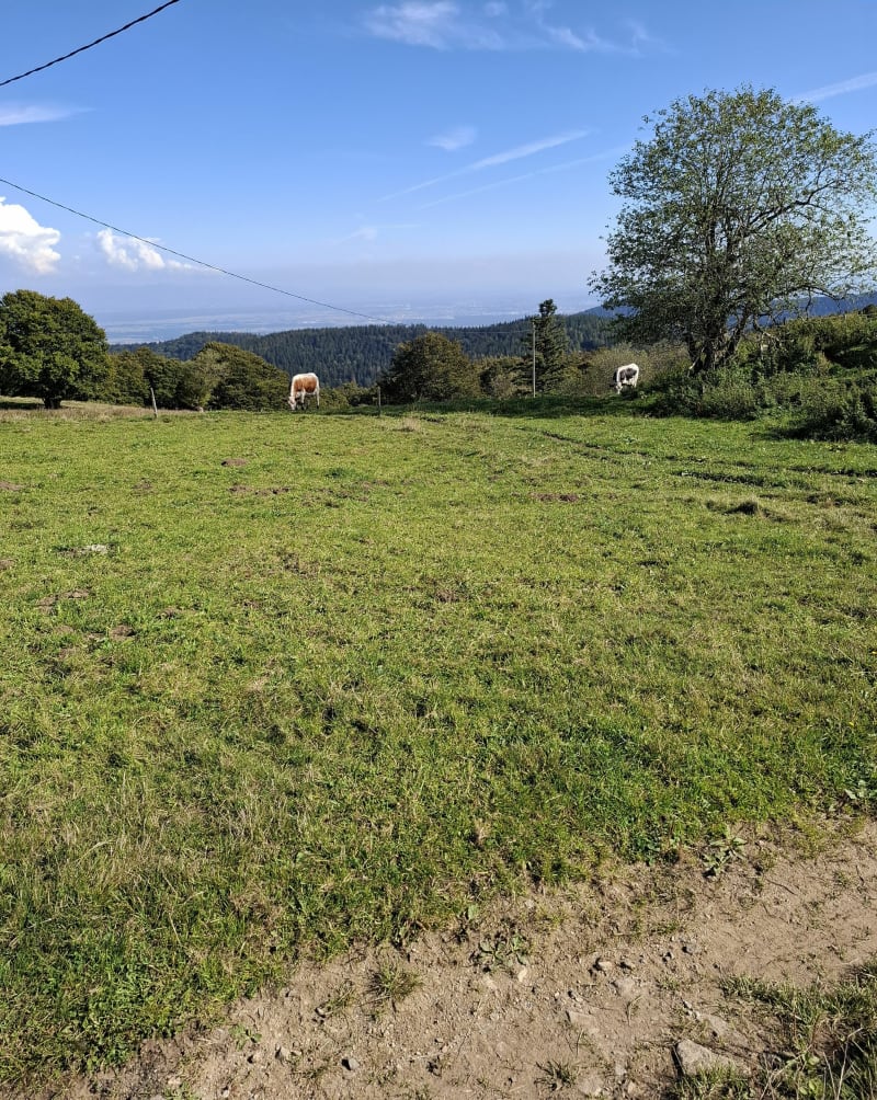 Près de la ferme du Grand Ballon - Soultz-Haut-Rhin
