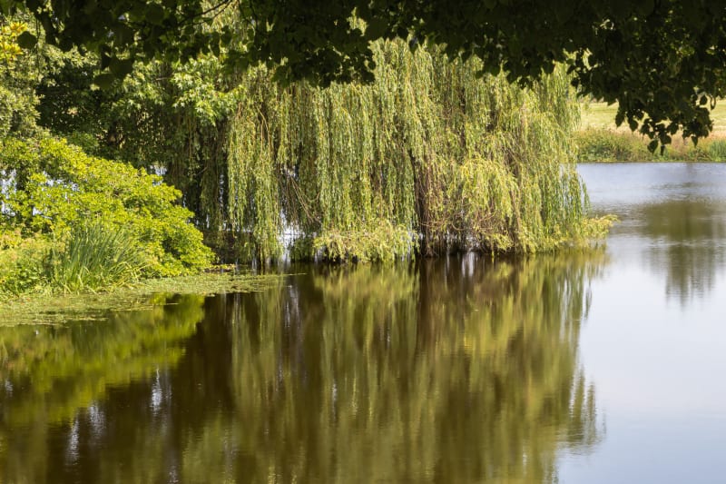 Petit tour du lac de Ribou - Cholet