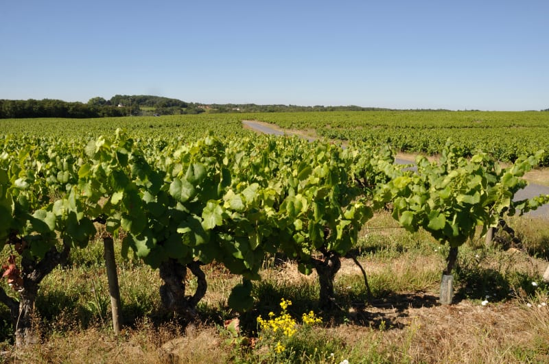 Randonnée dans les vignes de la Haie-Fouassière - La Haie-Fouassière