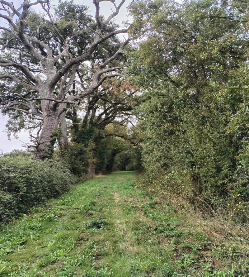 Marche à Nieuil-l'Espoir, au Bois de Vernon - Nieuil-l'Espoir