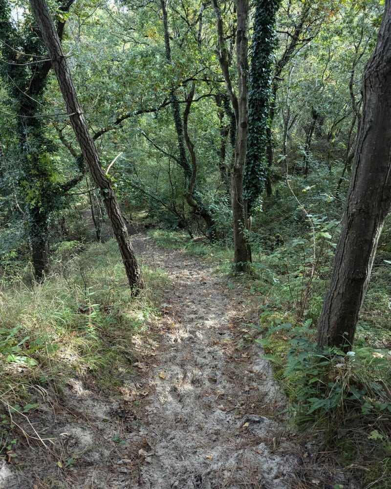 Sentier en forêt au Touquet - Le Touquet-Paris-Plage