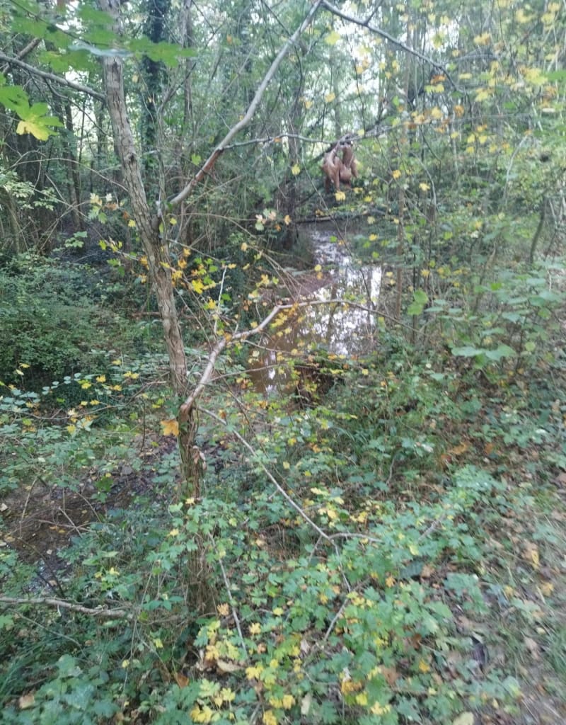 Dans les bois de Marignac Lasclares - Marignac-Lasclares