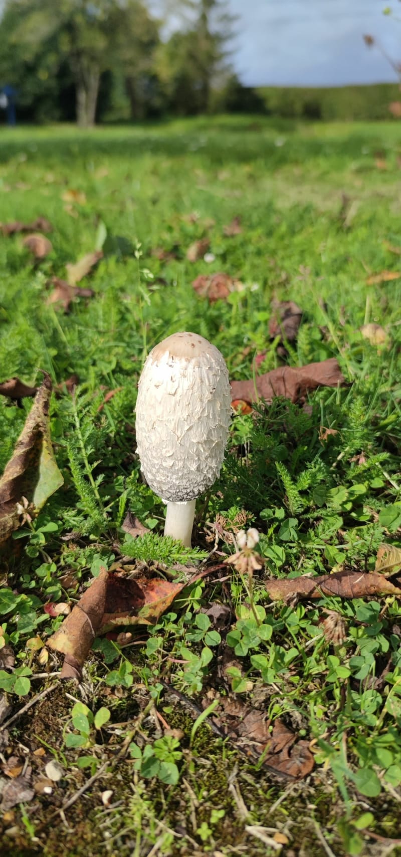 Forêt de Breux - Bérou-la-Mulotière