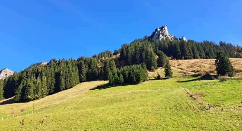 Entre forêts et alpages sous le Pic des Mémises - Thollon-les-Mémises