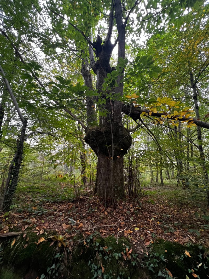 Parcours bucolique, par l'étang Bordessoule et le Château de la Lande - Crozon-sur-Vauvre