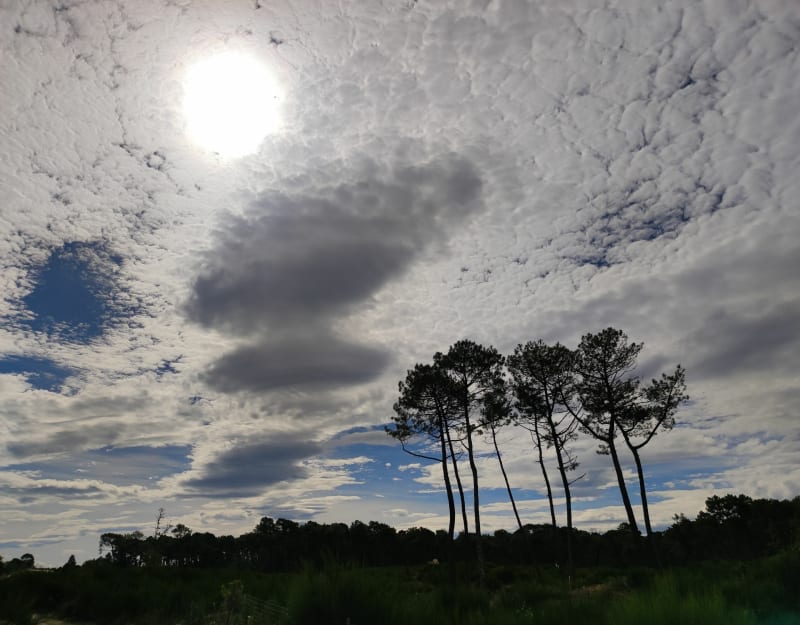 Forêt Pignada par le Pavillon Chinois - Anglet
