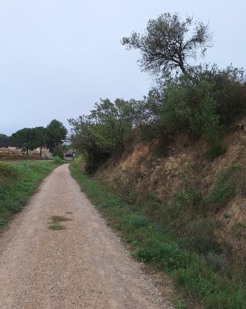 Entre les oliviers et les vignes par Puech de Bouquet - Thézan-lès-Béziers