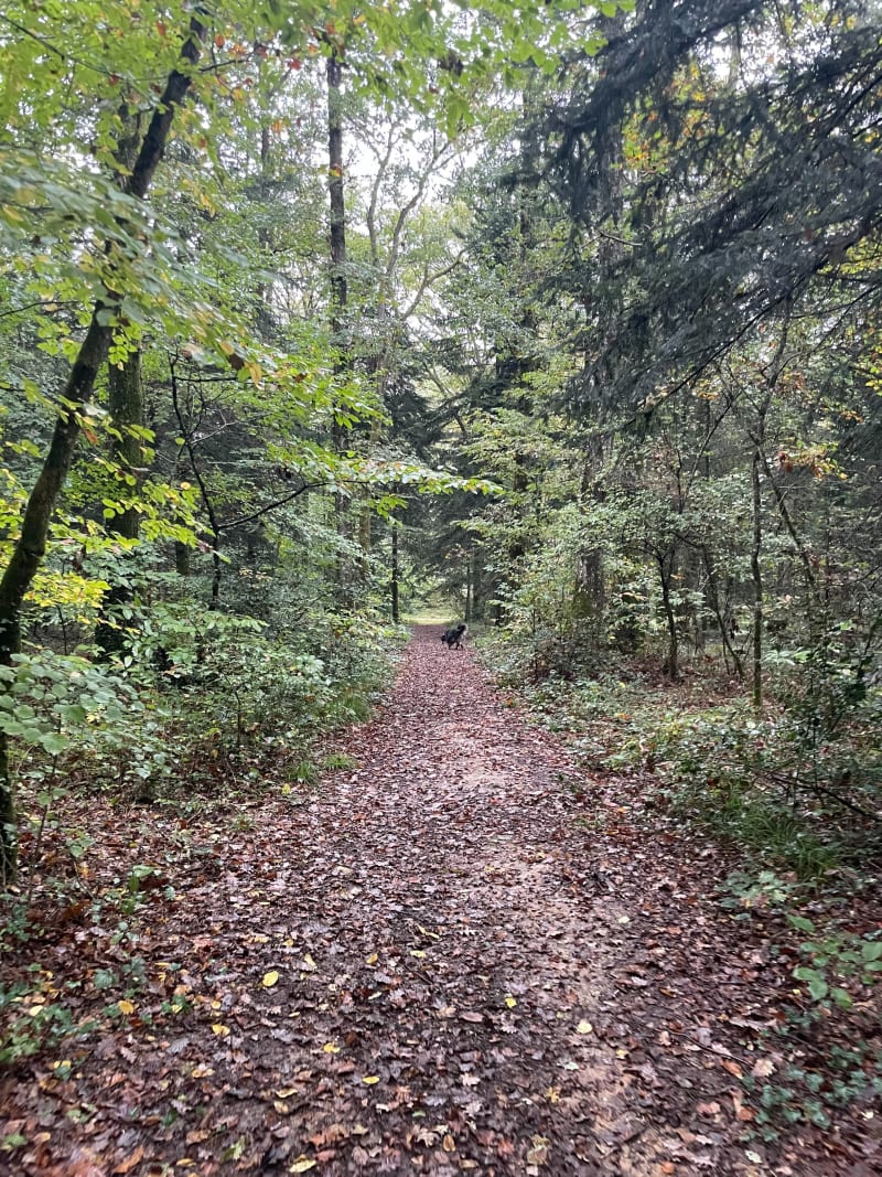 Un petit bout des Bois de Givray, et Bois de la Loge - Ligugé