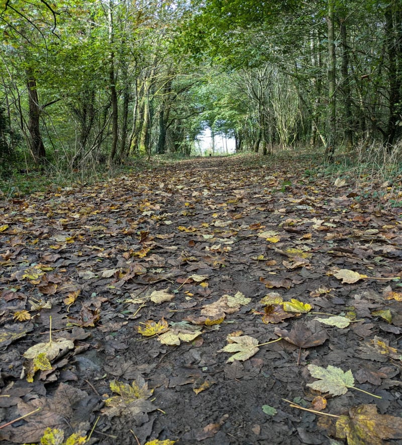 Bois et rivières depuis Saint-Ségal par Lanvélé - Saint-Ségal