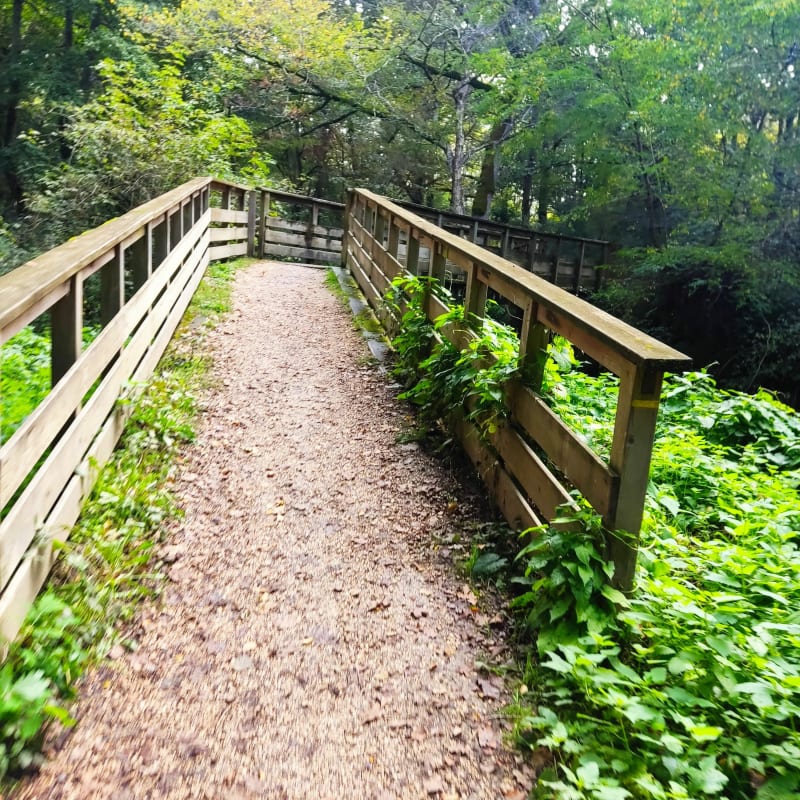 Colomiers Forêt de Boucone - Colomiers