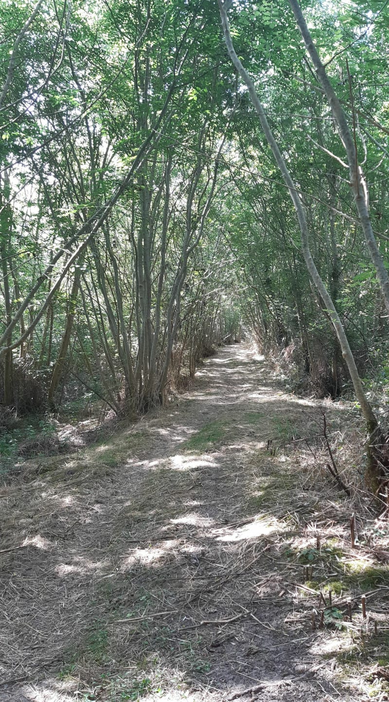Forêt du Boupère jusqu'au château de la Pelissonnière - Le Boupère