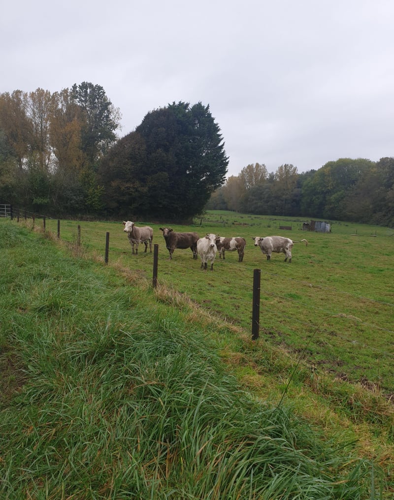 La vallée des saules à Saulzoir - Saulzoir