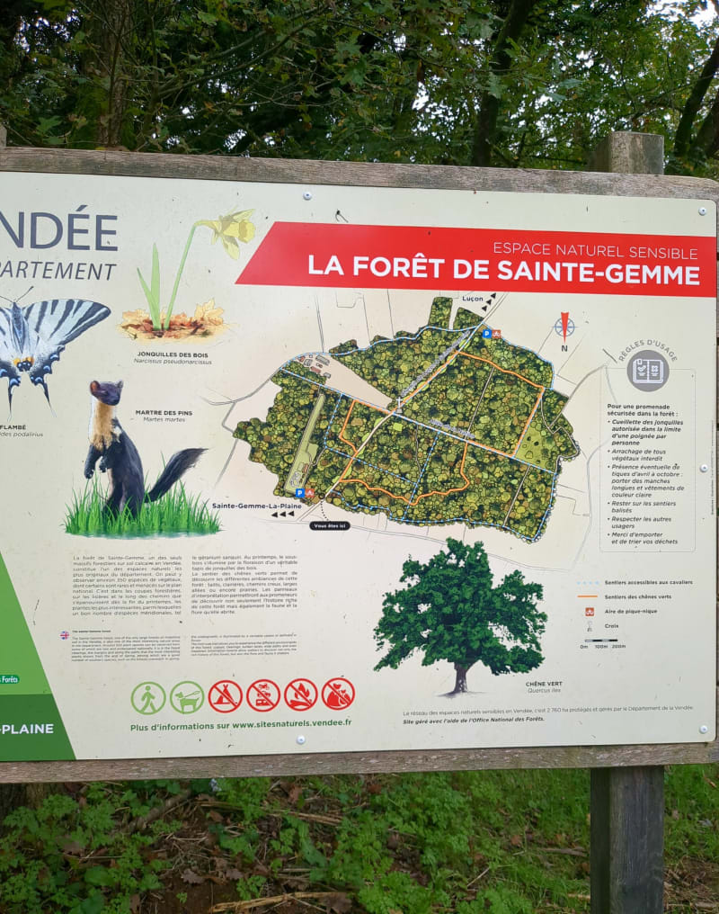 La forêt de Saint Gemme - Sainte-Gemme-la-Plaine