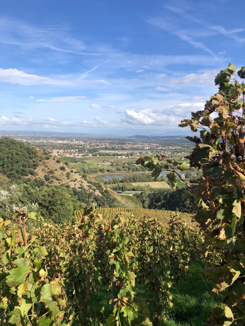 Balade par Signac, au milieu des vignes de Chateaubourg - Chateaubourg
